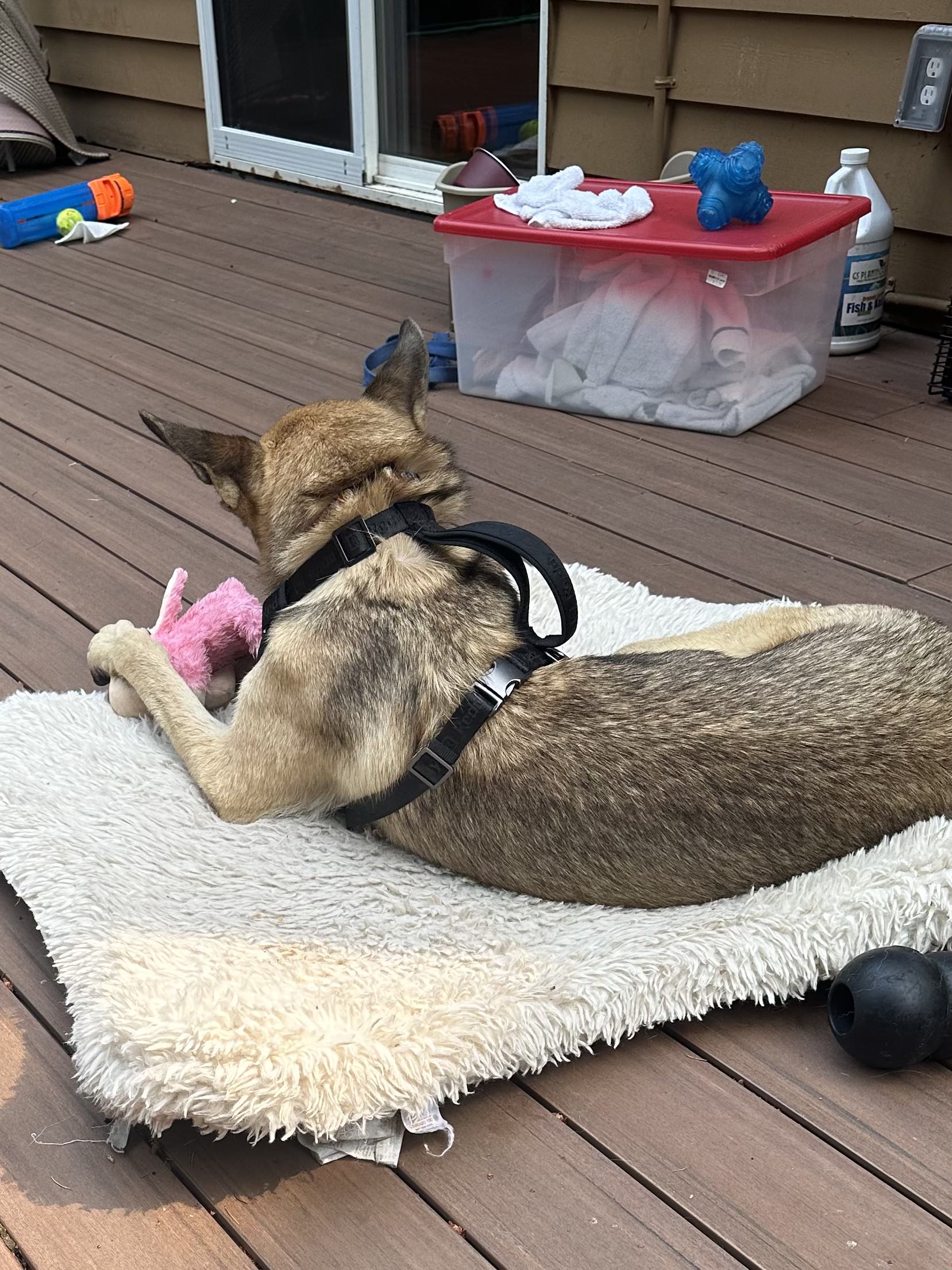 nap time in my favorite bed